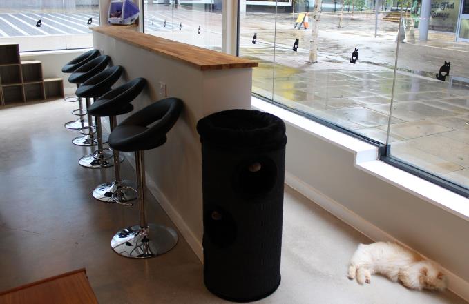 Though now worldwide, cat cafes are still relatively novel in the UK
